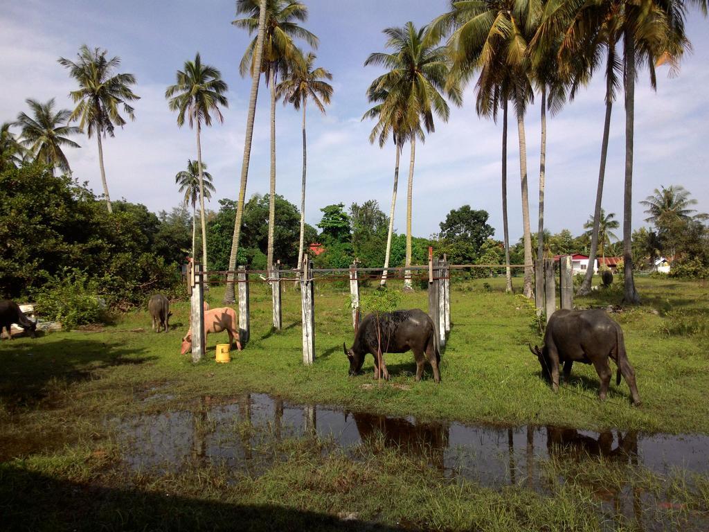 The Village Langkawi Pantai Cenang  Dış mekan fotoğraf